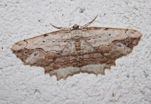 Réf. 217 690 : Menophra abruptaria